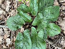 A type of Arum plant in a park in Paris Aruminparis.jpg