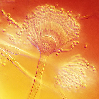 <i>Aspergillus terreus</i> Species of fungus