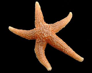 <span class="mw-page-title-main">Starfish regeneration</span> Star-shaped organisms