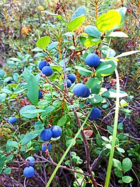 Bilberries on branches