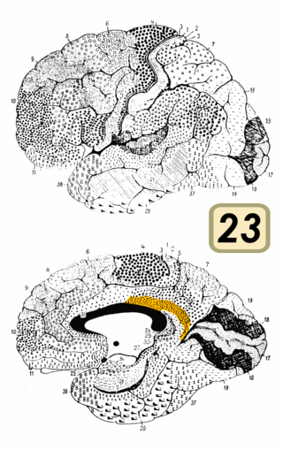 <span class="mw-page-title-main">Brodmann area 23</span>