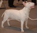 Bullterrieri