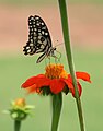 * Nomination Butterfly on a flower --Ssriraman 09:34, 17 September 2007 (UTC) * Decline Quality is fine. Sharp, noise level is good. In my opinion a QI --JuliusR 11:20, 17 September 2007 (UTC)  Oppose True, but the top most flower is horribly cropped. Also there's too much empty space in the picture - after all we want to concentrate on the butterfly, don't we. Perhaps a re-crop would do it? --Siipikarja 11:54, 17 September 2007 (UTC)  Oppose no id whatsoever. Lycaon 14:22, 17 September 2007 (UTC) CommentI have croped the picture now. But still i am not aware of what id refer to as Lycaon mentions. I am new to wiki. Please clarify.--Ssriraman 15:52, 17 September 2007 (UTC) There is no identification (id) of either butterfly or flower. 62.195.239.22 17:10, 17 September 2007 (UTC)