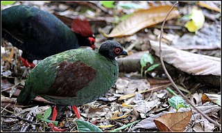 <span class="mw-page-title-main">Partridge</span> Common name for a type of bird