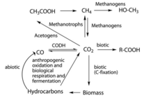 Overview of the biotic section of the global carbon cycle principally related to the metabolism of hydrocarbons. Carbon biogeochemical cycle.png