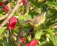 Copper sunbird, many move down to lowland regions outside the breeding season Copper sunbird.jpg