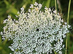 Some umbels have a red floret in the center.