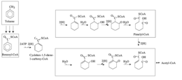 Anaerobic Degradation of Toluene Degradazione anaerobica alcani.png