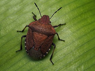 <i>Dictyotus caenosus</i> Species of true bug