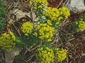 Euphorbia_cyparissias