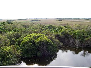 <span class="mw-page-title-main">Environment of Florida</span> Overview of the environment of the U.S. state of Florida