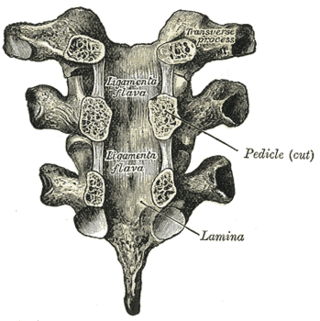 <span class="mw-page-title-main">Ligamenta flava</span> Ligaments connecting the laminae of adjacent vertebrae