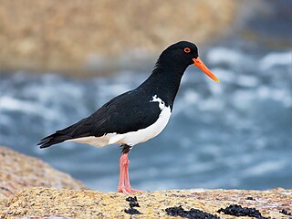 Pied oystercatcher species of bird