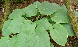 Hosta sieboldiana (2)