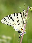 Iphiclides podalirius