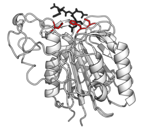 <span class="mw-page-title-main">Asparagine endopeptidase</span> Class of enzymes