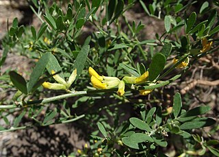 <i>Acmispon dendroideus</i> Species of legume