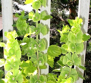 <i>Moluccella</i> Genus of flowering plants