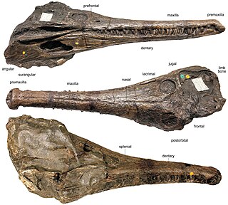 <i>Mystriosaurus</i> Extinct genus of crocodilians