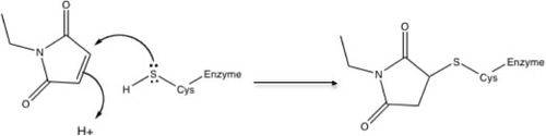 Mechanism of irreversible inhibition of a cysteine peptidase with NEM. NEMmech.jpg