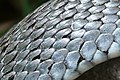   Colubrid scalation: Side view of scales of Grass snake Natrix natrix.