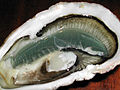 Green oyster (huître verte) harvested in France