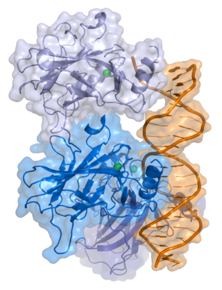 p53 Mammalian protein found in Homo sapiens