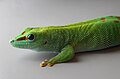 Image 3 Phelsuma grandis Photograph: H. Krisp Phelsuma grandis is a species of day gecko that lives in Madagascar. Found in a wide range of habitats, it can measure up to 30 centimetres (12 in) in length. More selected pictures
