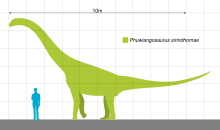 Size compared to a human Phuwiangosaurus Scale.svg