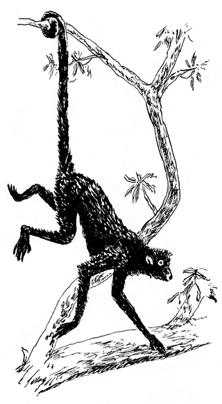 <span class="mw-page-title-main">Prehensile tail</span> Tail of an animal that has adapted to be able to grasp or hold objects