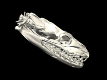 What a python skull looks like