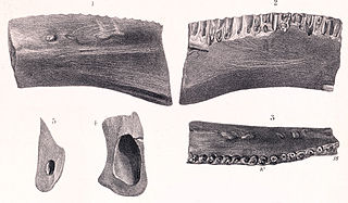 <i>Regnosaurus</i> Extinct genus of dinosaurs