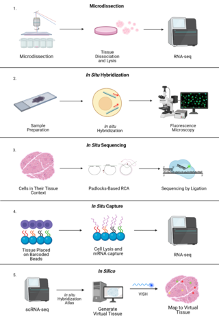 <span class="mw-page-title-main">Spatial transcriptomics</span> Range of methods designed for assigning cell types