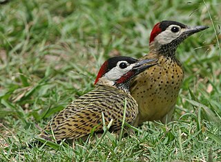 Spot-breasted woodpecker Species of bird