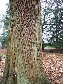 Bark of C. sativa (sweet chestnut) Sweet chestnut DSCF0160.JPG