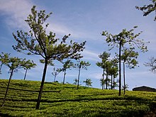 Tea Estate.jpg