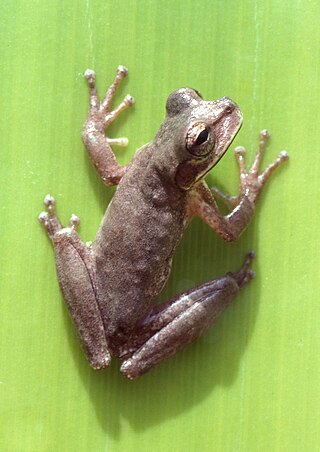 <i>Tepuihyla talbergae</i> Species of amphibian