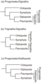 Image 13Some of the various hypotheses of myriapod phylogeny. Morphological studies (trees a and b) support a sister grouping of Diplopoda and Pauropoda, while studies of DNA or amino acid similarities suggest a variety of different relationships, including the relationship of Pauropoda and Symphyla in tree c. (from Myriapoda)