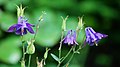 Aquilegia vulgaris