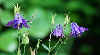 <i>Aquilegia</i> Genus of perennial plants (columbine)