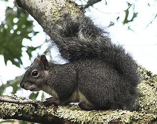 <span class="mw-page-title-main">Western gray squirrel</span> Species of rodent