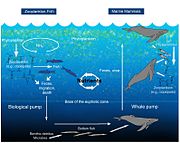 Diagram of the nutrient cycle