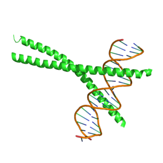 <span class="mw-page-title-main">CEBPA</span> Protein-coding gene in the species Homo sapiens