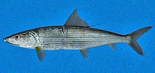 <i>Albula pacifica</i> Species of fish