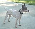 American Hairless Terrier.jpg