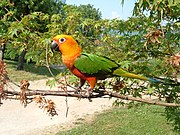 A yellow parrot with green wings and white eye-spots