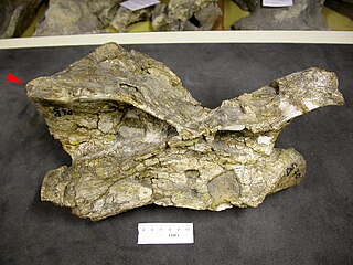 <i>Australodocus</i> Extinct genus of dinosaurs