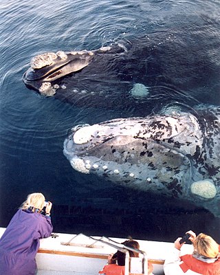 <span class="mw-page-title-main">Whale watching</span> Viewing cetaceans in their habitats