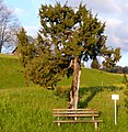 Baumförmiger Wacholder (de-Wikipedia) (Ammenegg, Austria)