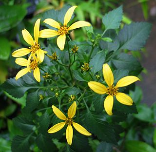 <i>Bidens wiebkei</i> Species of flowering plant